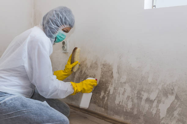 Best Mold Damage Restoration  in Manti, UT