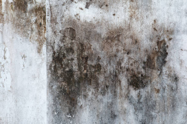Best Asbestos and Lead Testing During Mold Inspection  in Manti, UT