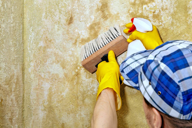 Best Forensic Mold Investigation  in Manti, UT