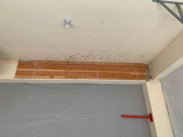 Asbestos and Lead Testing During Mold Inspection in Manti, UT