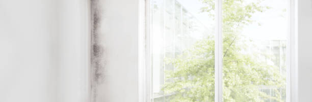Best Dehumidification Services  in Manti, UT