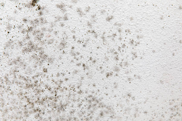  Manti, UT Mold Removal Pros
