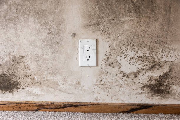 Professional Mold Removal in Manti, UT